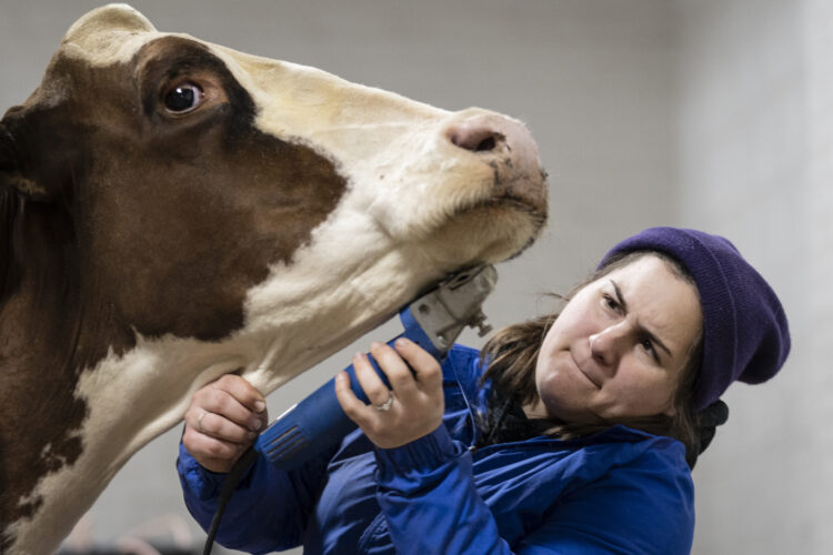 Dairy farmers could see financial boost